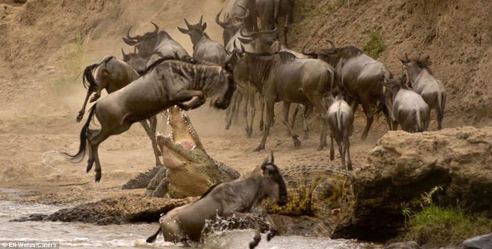 Hippopotamus, Masai Mara, Kenya скачать